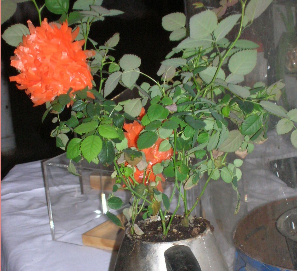 plasticflower